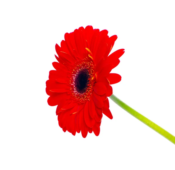 Röd gerbera blomma — Stockfoto