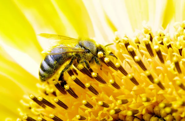 Abelha em girassol amarelo — Fotografia de Stock