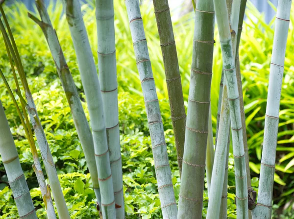 Alberi di bambù nella foresta — Foto Stock