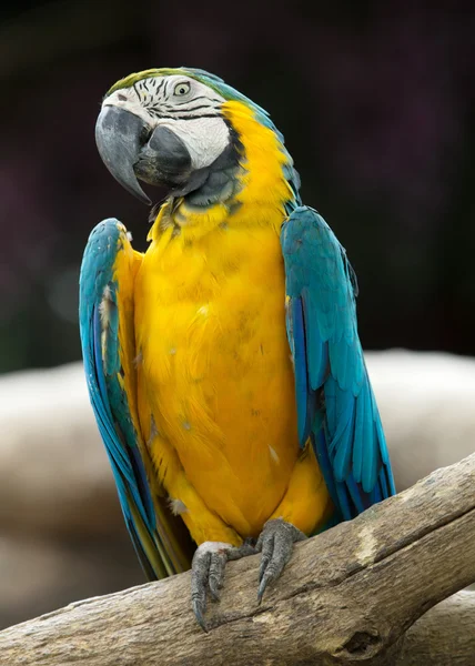 Papageienvogel auf Barsch — Stockfoto