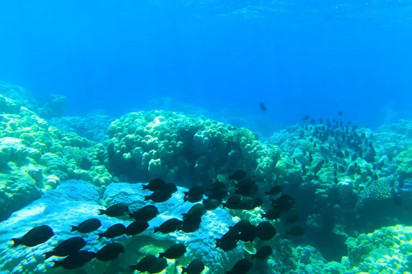 Onderwater panorama met vis — Stockfoto