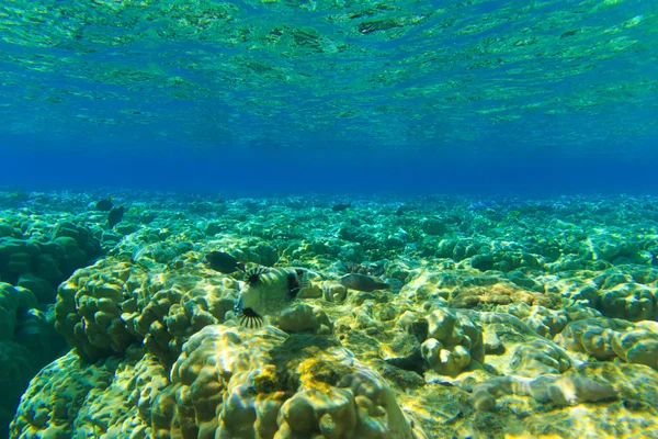 Panorama submarino con peces —  Fotos de Stock