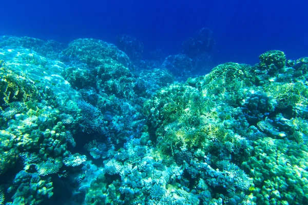 Подводная панорама с кораллами — стоковое фото