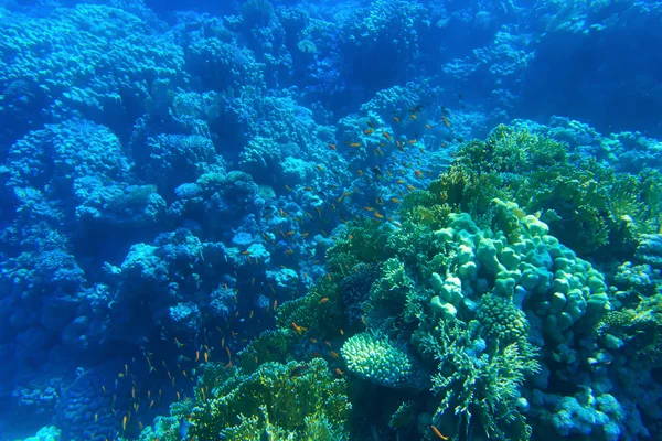 Panorama subaquático com peixes — Fotografia de Stock