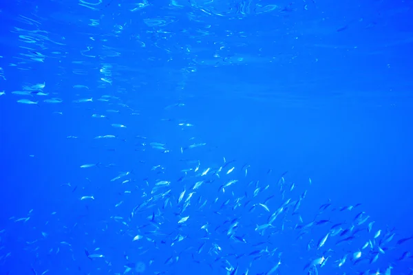 Underwater panorama with fish — Stock Photo, Image