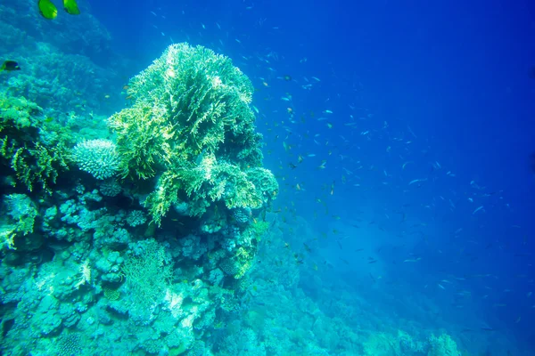 Unterwasserpanorama mit Fischen — Stockfoto