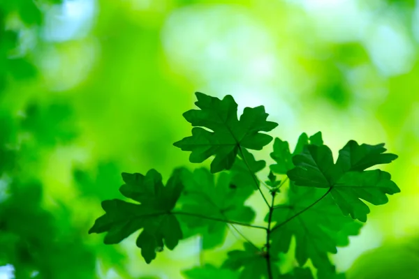 Grüne Blätter Hintergrund — Stockfoto