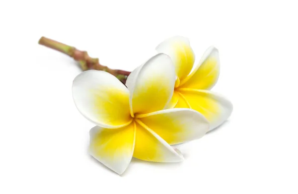 Çiçekler çok güzel frangipani — Stok fotoğraf