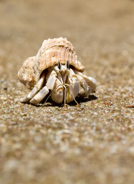 Cangrejo ermitaño en cáscara de tornillo — Foto de Stock