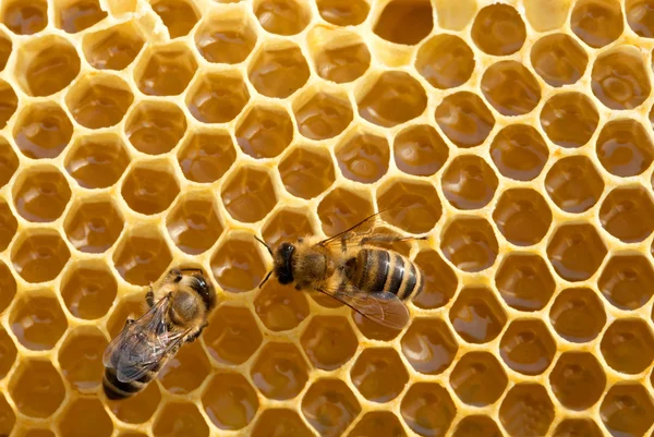 Bekerja lebah pada sel-sel madu — Stok Foto