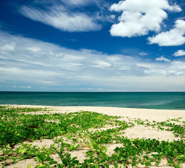 Mer tropicale et ciel bleu — Photo