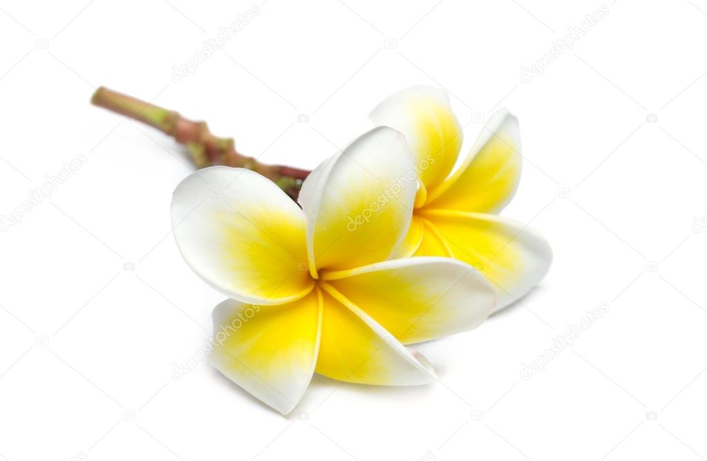 Beautiful flowers frangipani