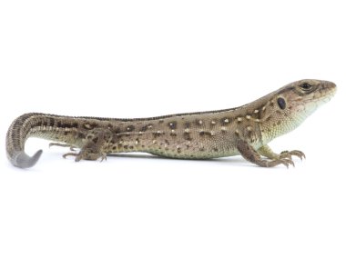 Küçük kertenkele hayvan