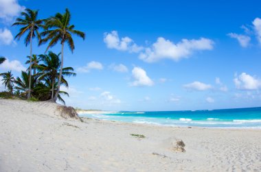 plaj ve tropikal deniz