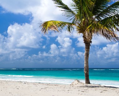 Caribbean beach ve palmiye ağacı