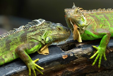 Yeşil Iguanas dalı