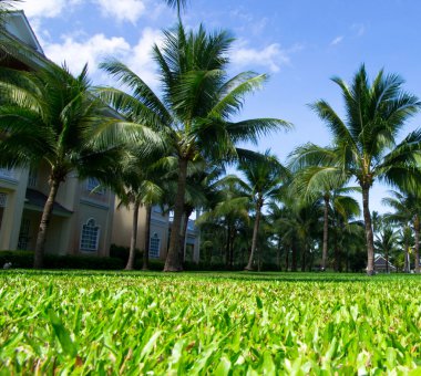 Green palm trees