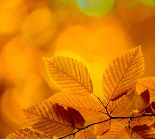 Herfst bladeren achtergrond — Stockfoto