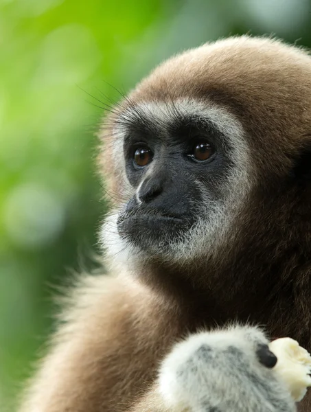 Singe gibbon visage dans le zoo — Photo