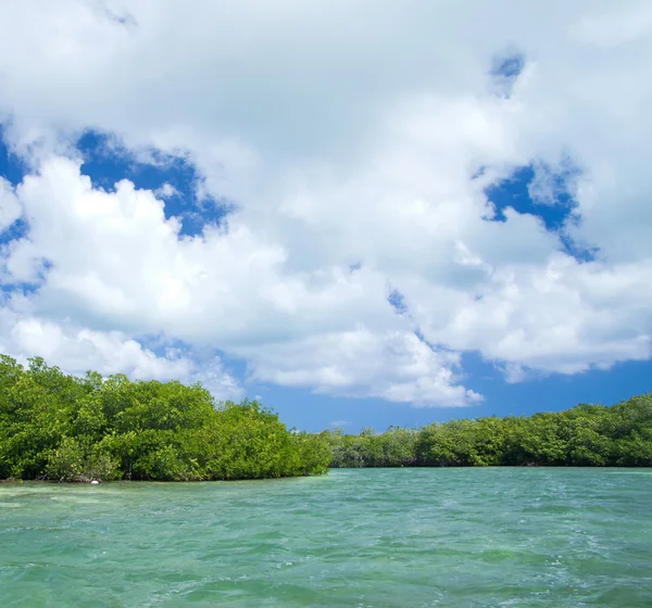Mangrovové stromy v moři — Stock fotografie