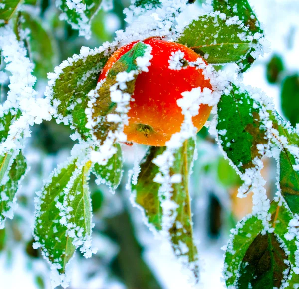 Apel di pohon musim dingin — Stok Foto
