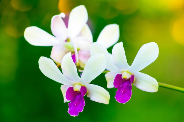 Lindas flores de orquídea — Fotografia de Stock