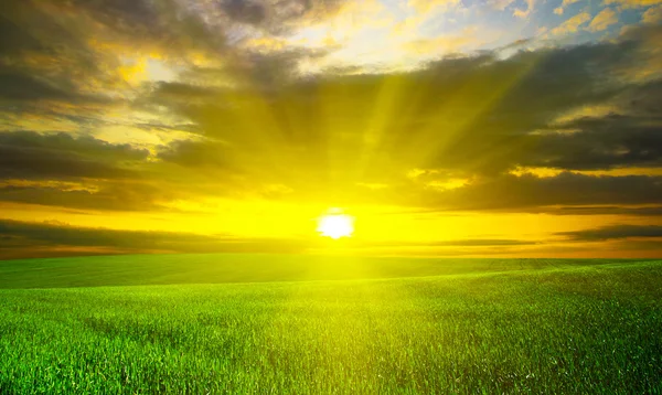 Sunset over green field — Stock Photo, Image