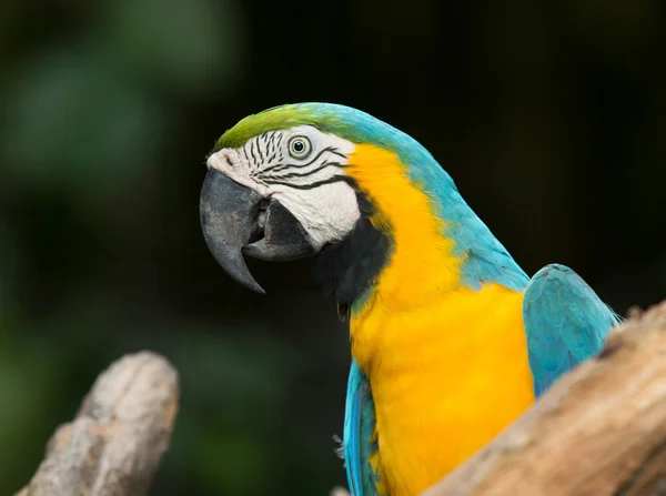 Parrot bird sitting on perch — Stock Photo, Image