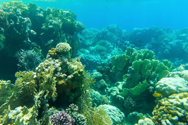 Underwater panorama med fisk — Stockfoto