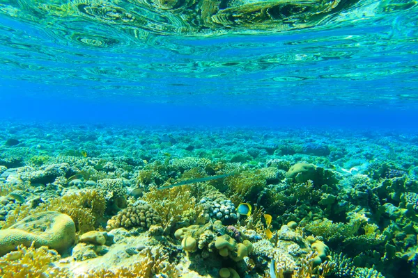 Onderwater panorama met vis — Stockfoto