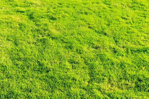 Texture de l'herbe du champ — Photo
