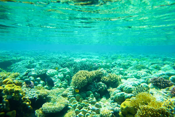 Panorama submarino con peces —  Fotos de Stock