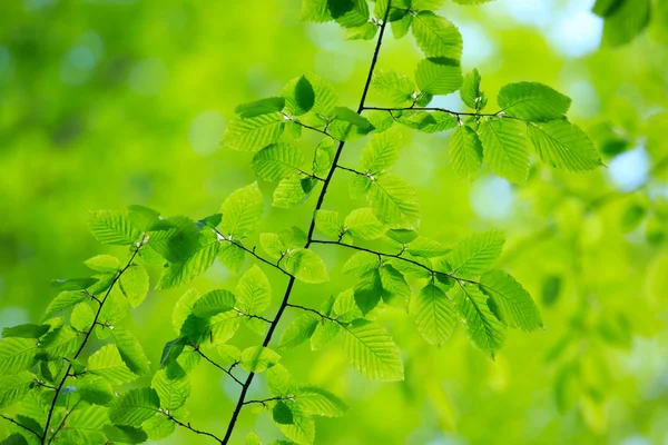 Hojas verdes fondo —  Fotos de Stock