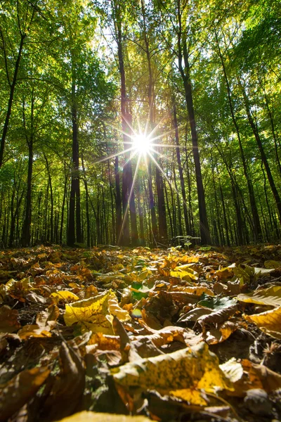 Vackra solljus i skogen — Stockfoto