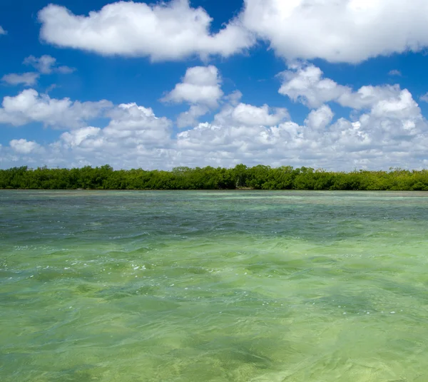 Mangrovenbäume im Meer — Stockfoto