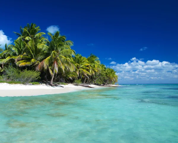 Sahildeki palmiye ağaçları