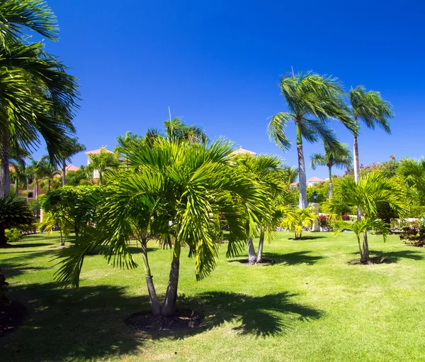 Green Garden met gras — Stockfoto