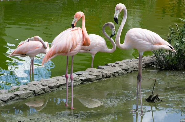 Belos flamingos na água — Fotografia de Stock