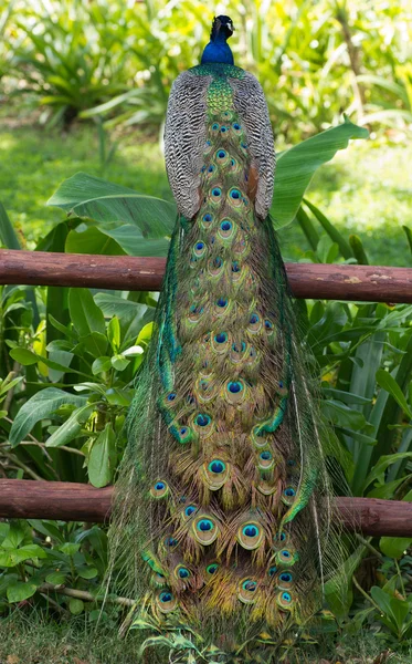Schöner Pfauenvogel — Stockfoto