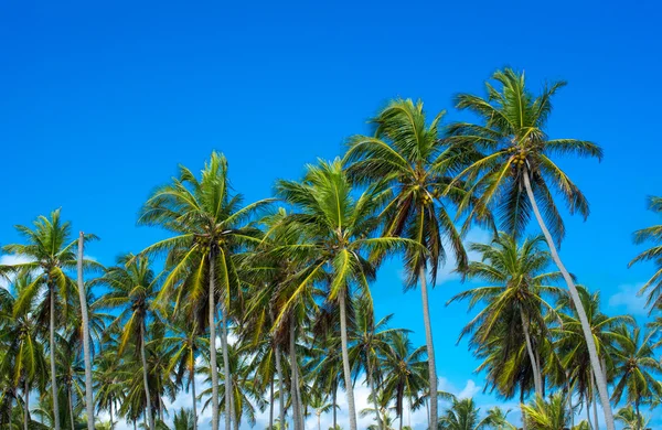 Palmeira e céu azul — Fotografia de Stock