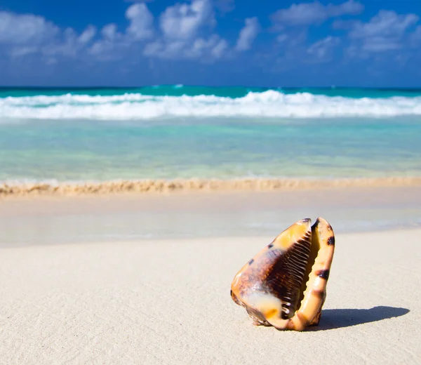 Mušle na Karibské pláži — Stock fotografie