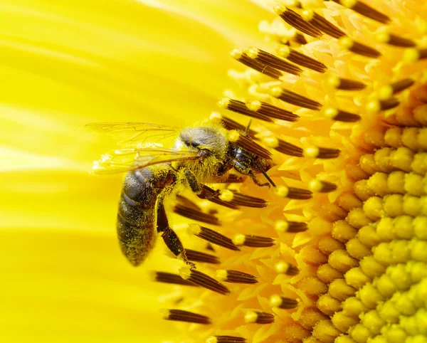 Μέλισσα στο λουλούδι — Φωτογραφία Αρχείου