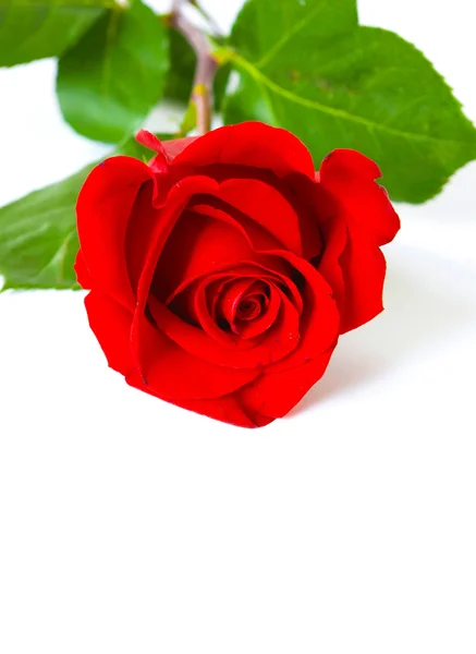 Red valentine rose — Stock Photo, Image