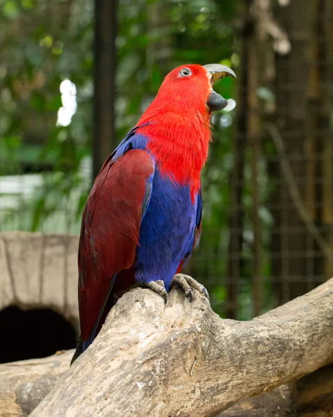 Kleurrijke macaws parrot — Stockfoto