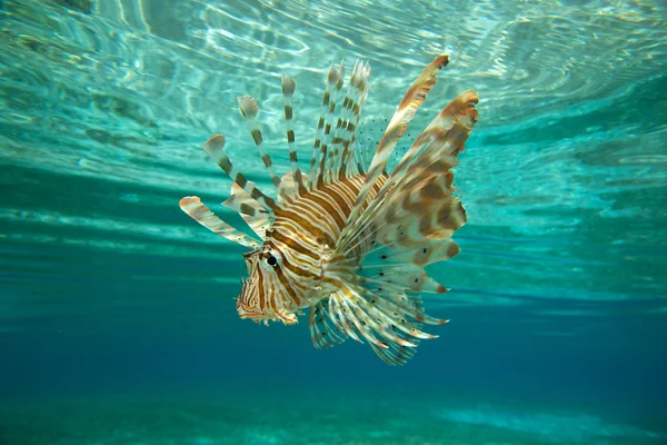 ライオンの魚の水泳 — ストック写真