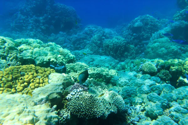 Underwater panorama with fish — Stock Photo, Image