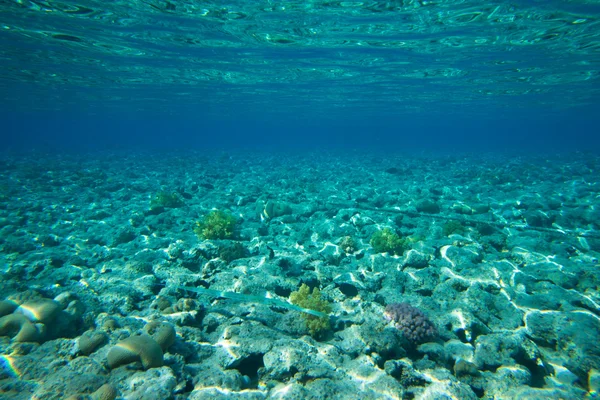 Panorama submarino con peces — Foto de Stock