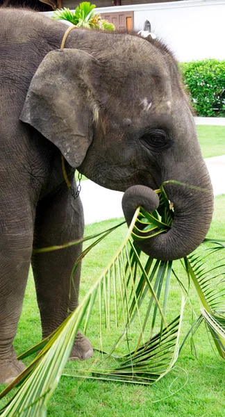 Elefante asiático com folhas — Fotografia de Stock