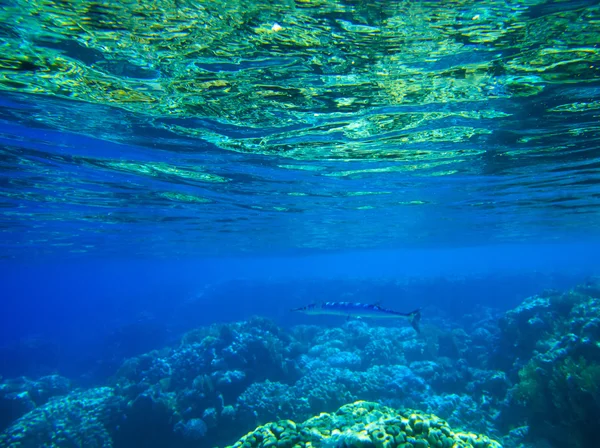 Panorama submarino con peces — Foto de Stock