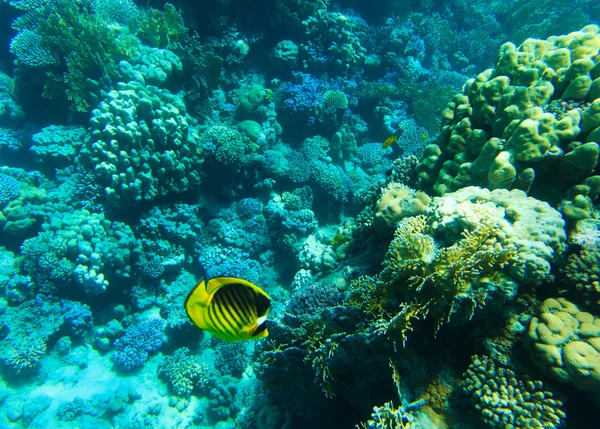 Panorama subaquático com peixes — Fotografia de Stock